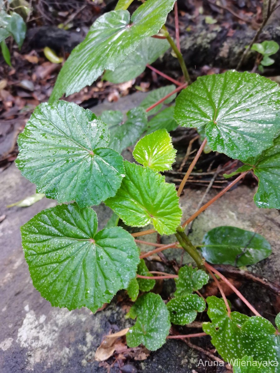 Begonia dipetala Graham